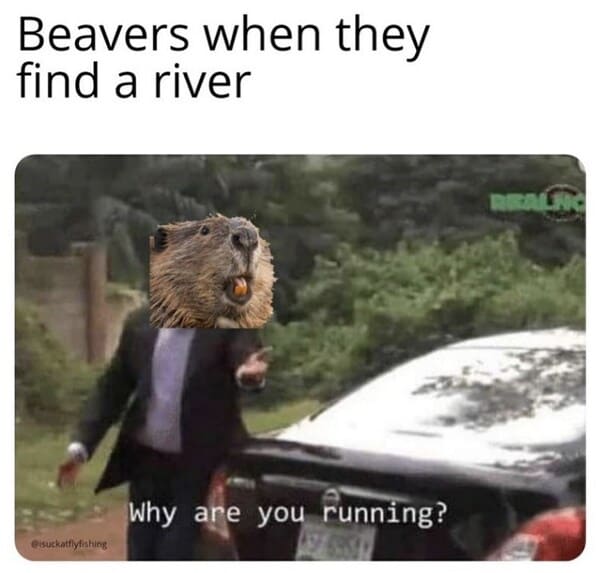 earth day memes - beavers when they find a river why are you rrunning