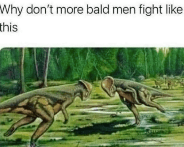 funny bald meme - why don't more bald men fight like this