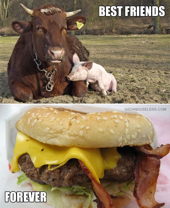 dark humor memes - cow and pig best friends forever bacon cheeseburger