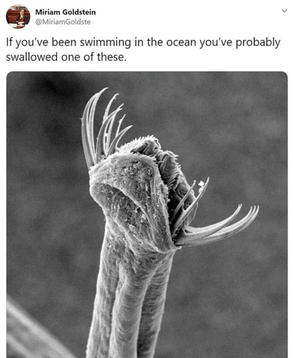 earth day memes - if you've been swimming in the ocean you've probably swallowed one of these