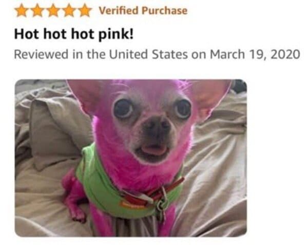 funny review - pink chihuahua