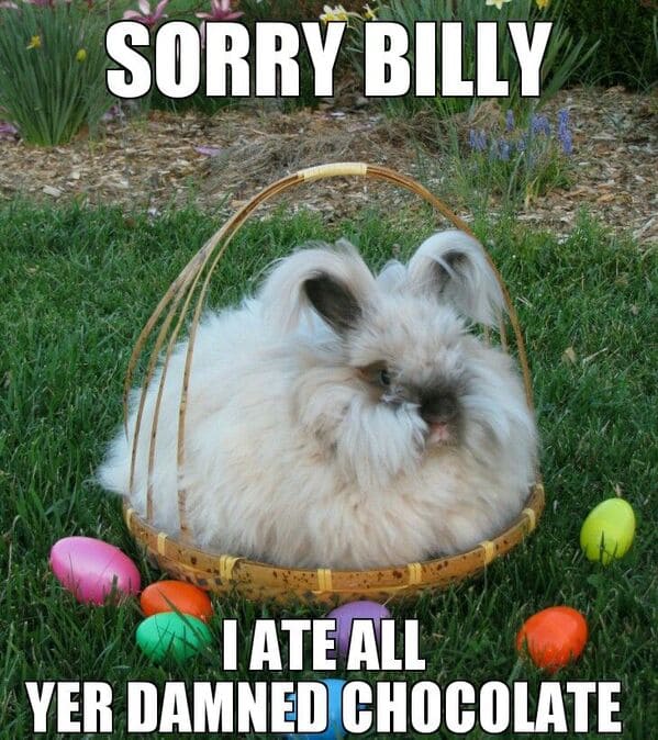 easter memes - bunny ate all the chocolate