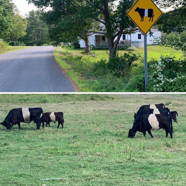 funny signs reddit - cows with stripe