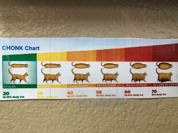 funny signs reddit - chonk chart cats