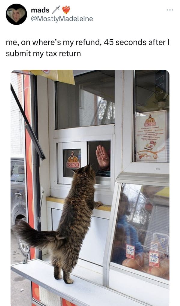 funny tax memes - cat looking in window