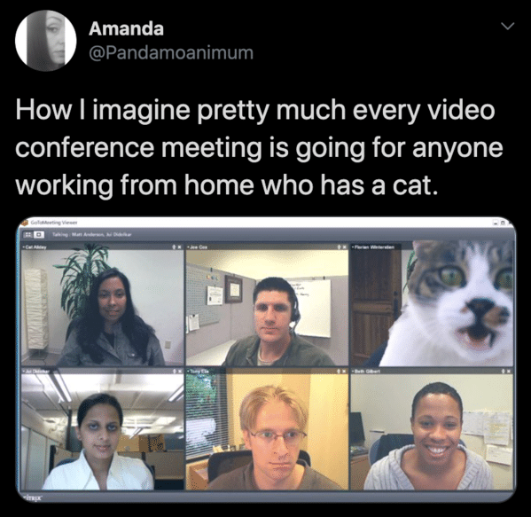 zoom meme - cats on zoom meetings