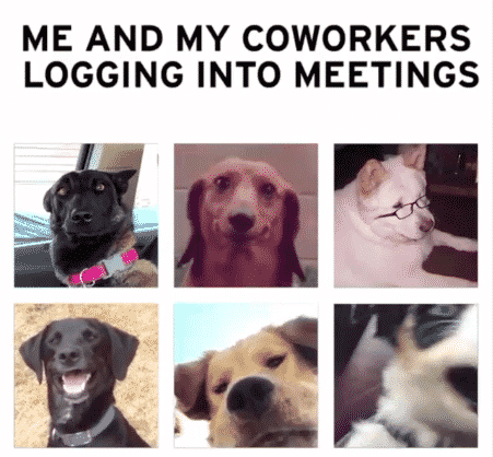 zoom meme - me and my coworkers logging into meetings