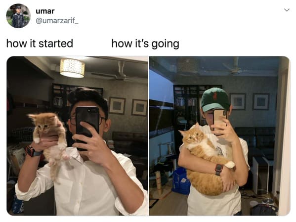 wholesome how it started vs how it's going memes - kitten grown up