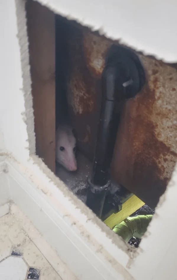 plumbing fails - possum in wall