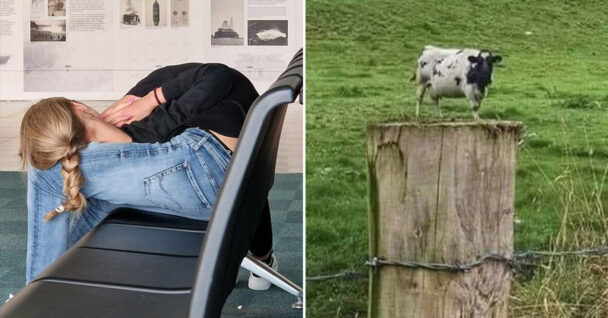 accidental surrealism - people laying together twisted - cow on fence post