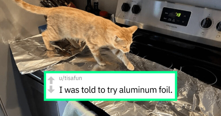 Cat Owners’ Reveal Their Creative Yet Ineffective Attempts To Keep Furry Friends Off Kitchen Counters