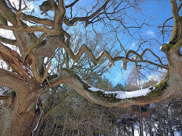 bizarre photos - tree branch is zig zagging