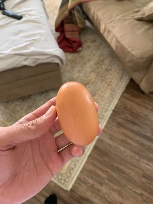 bizarre photos - oblong egg