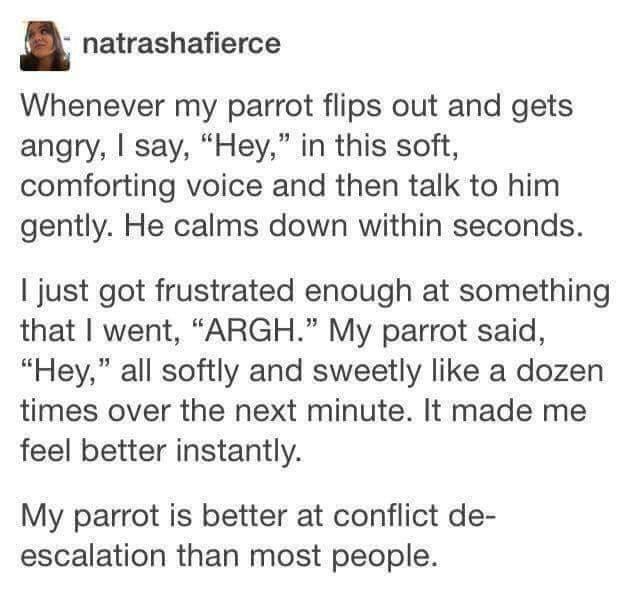 wholesome meme - whenever my parrot flips out