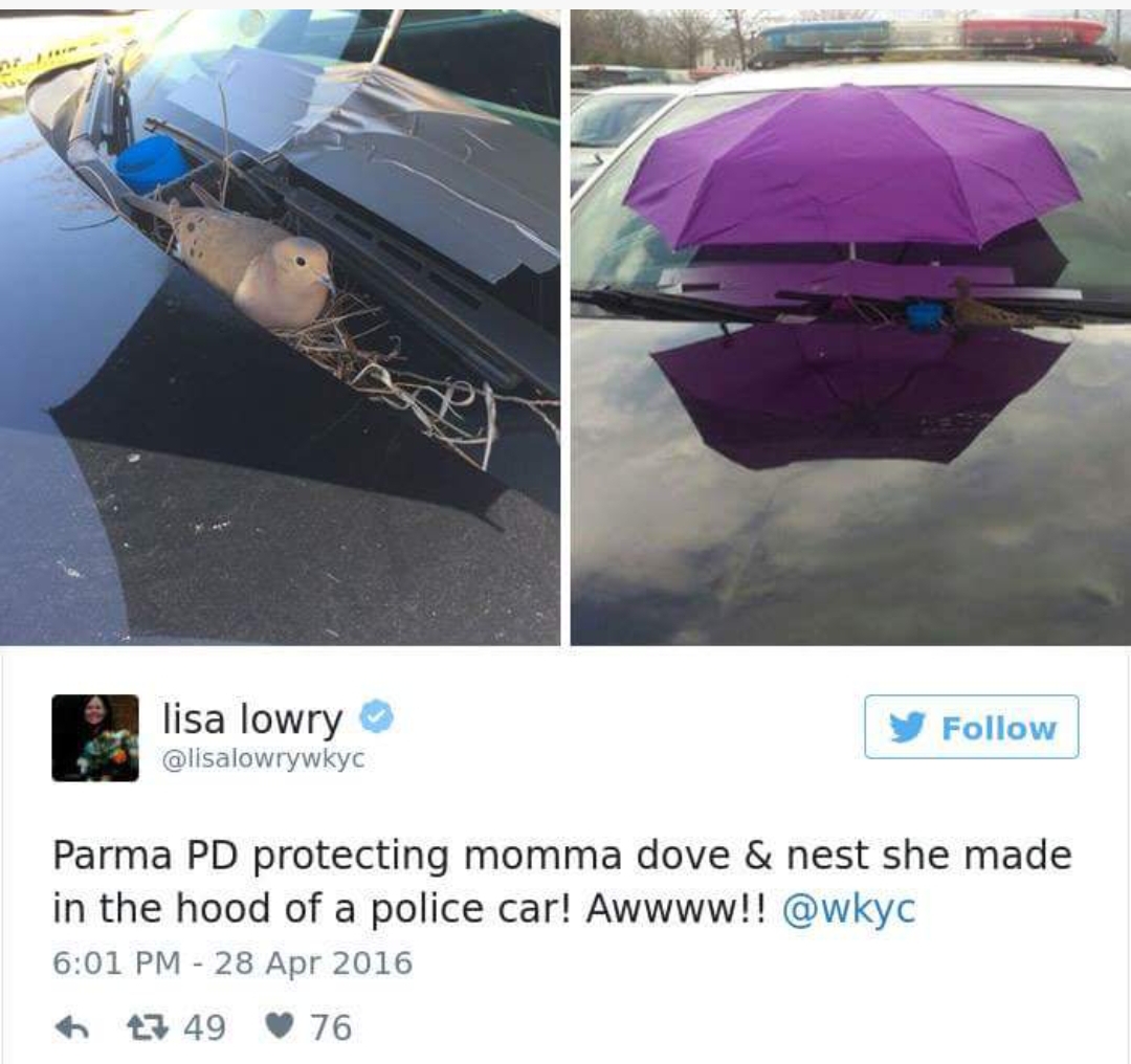wholesome meme - parma PD protects