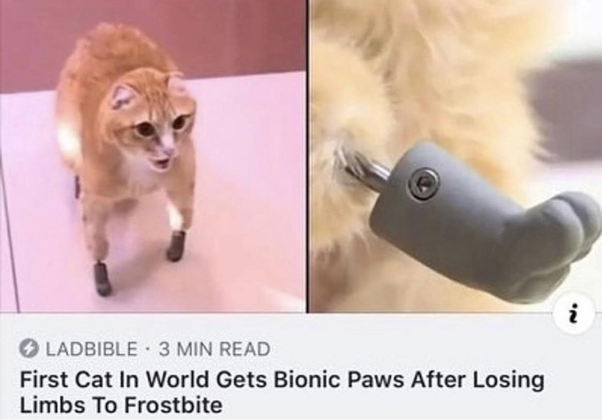 wholesome meme - cat gets bionic paws