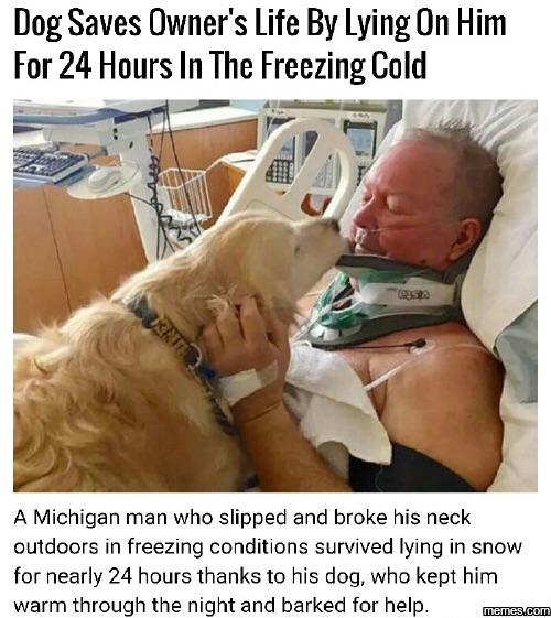 wholesome meme - dog saves man