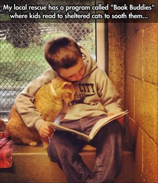 wholesome meme - kids read books to shelter cats