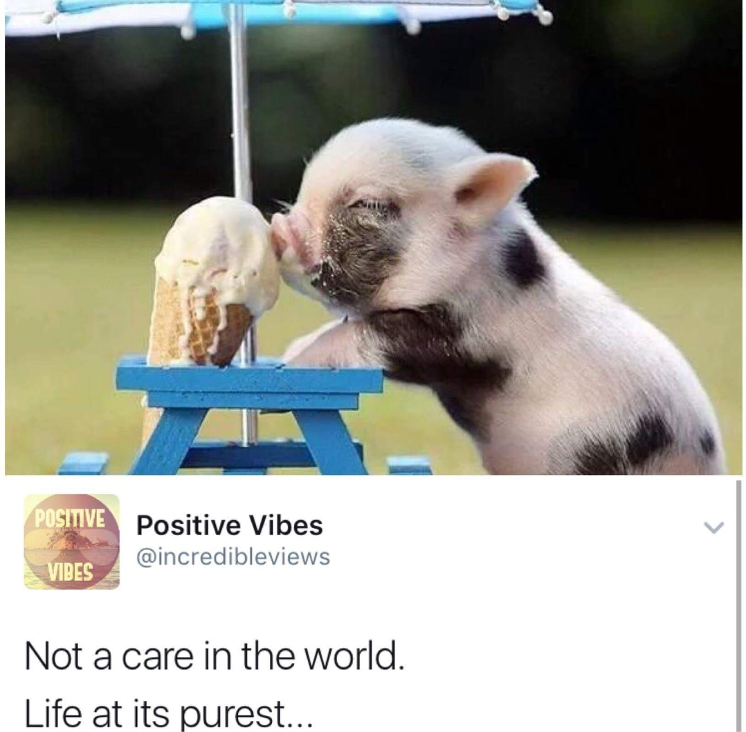 wholesome meme - little pig eating ice cream