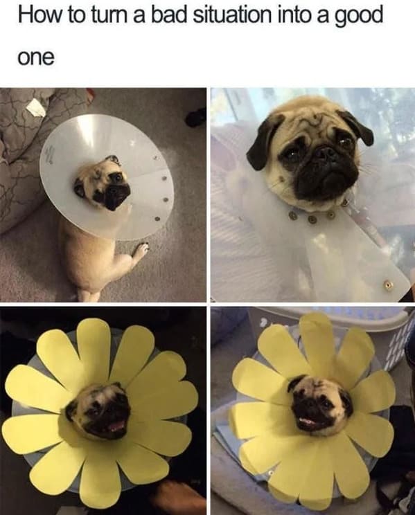 25 Wholesome Memes And Good News Tweets For Your Weekly Dose Of Happiness (April 19, 2023) - Jarastyle