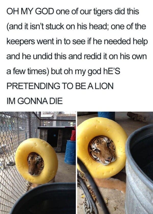 wholesome animal memes - tiger pretend to be a lion