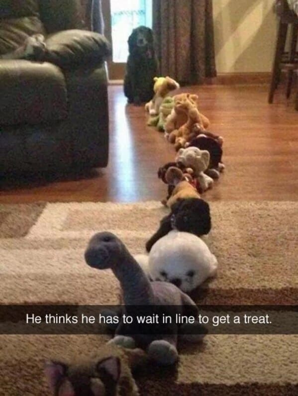 wholesome animal memes - dog waiting in line to get treat