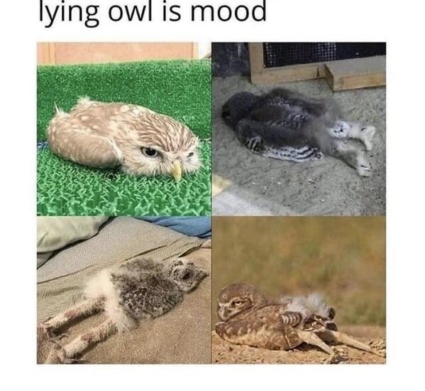 wholesome animal memes - lying owl