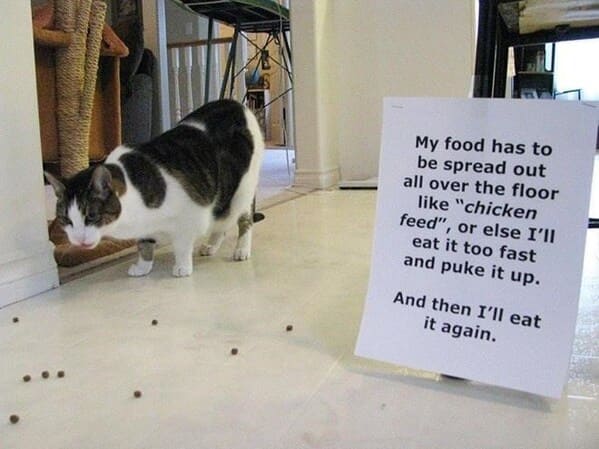 cat shaming - be spread out all over floor like chicken feed or else eat too fast and puke up and then eat again