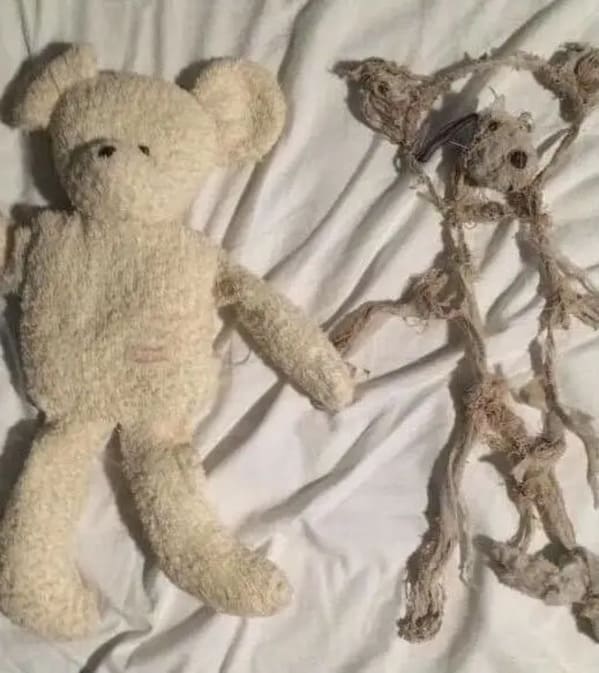 stuffed animals before and after - teddy bear