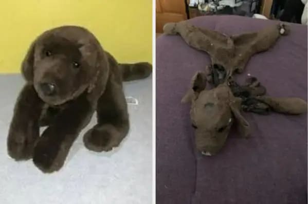 stuffed animals before and after - dog