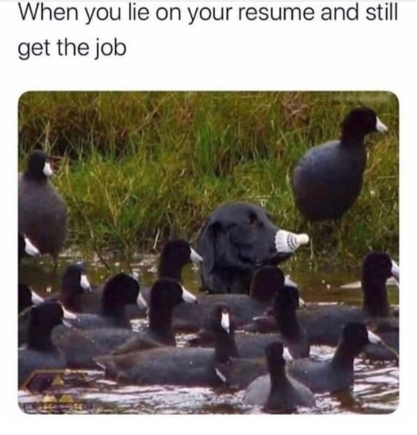 wholesome animal memes - when you lie on your resume and still get the job