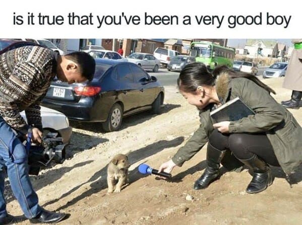 wholesome animal memes - dog interviewed on news