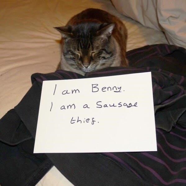 cat shaming - cat am benny am sausage thief