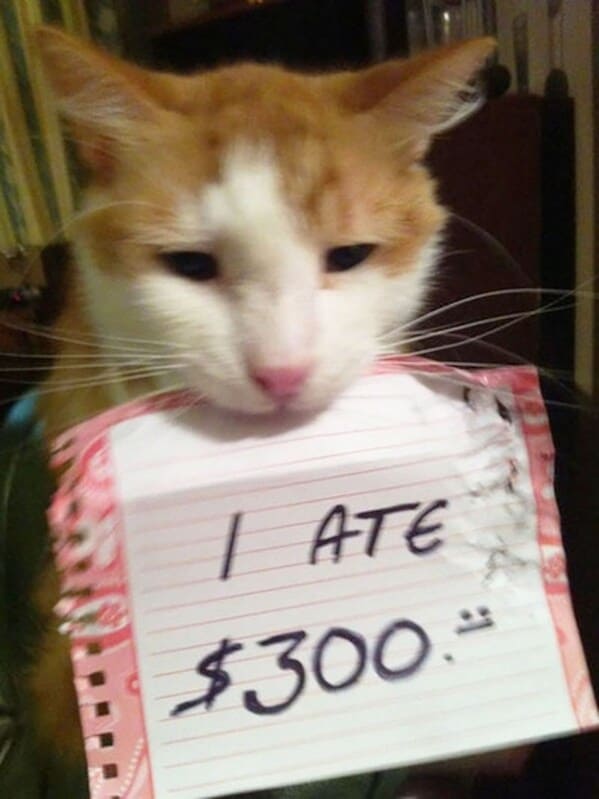 cat shaming - ate 300 dollars