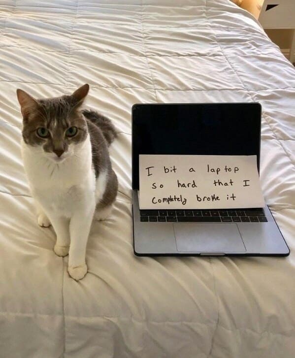 cat shaming - cat bermaca bit so hard laptop completely broke.