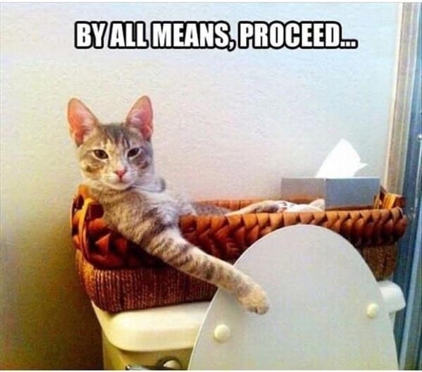 wholesome animal memes - cat sitting on back of toilet