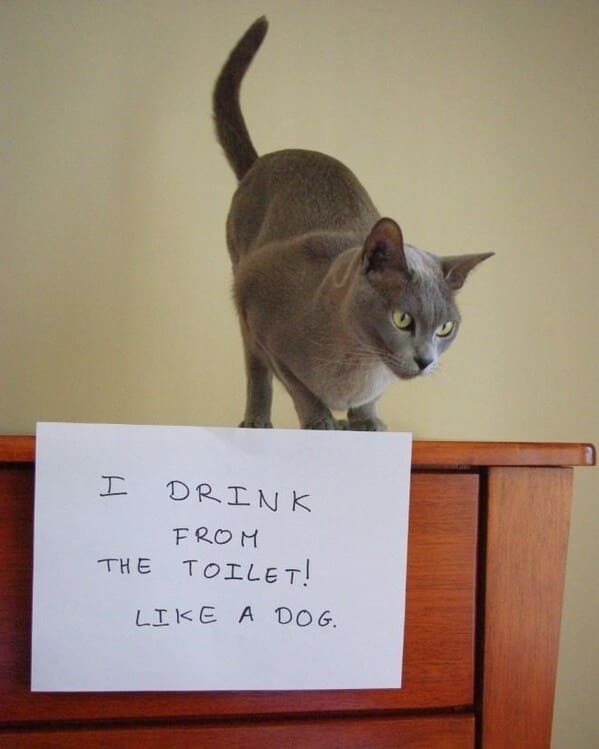cat shaming - drink out of toilet like a dog