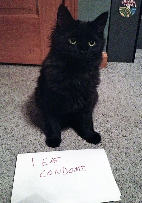 cat shaming - eats condoms
