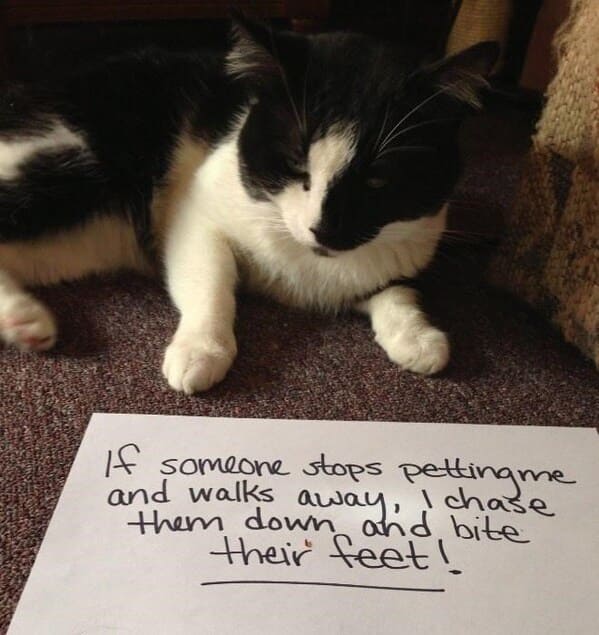 cat shaming - catem if someone stops petting and walks away chase them down and bite
