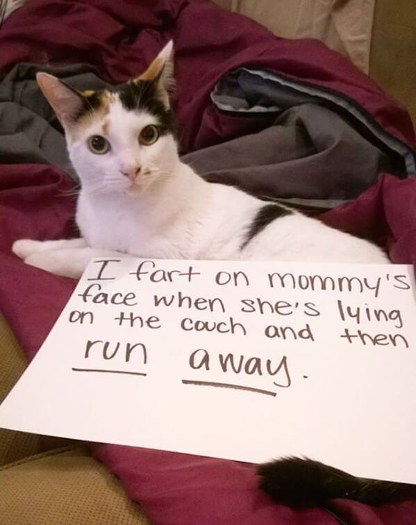 cat shaming - cat fart on mommys face shes lying on couch and then run away