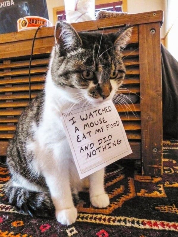 cat shaming - cat hiba jager notes watched mouse eat my food and did nothing