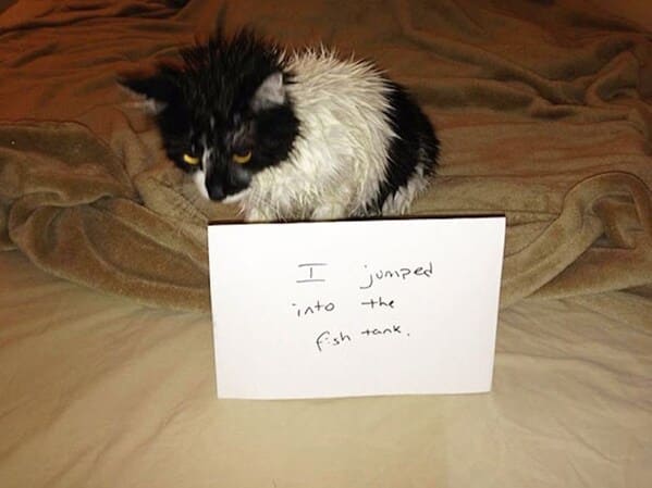 cat shaming - cat jumped into fish tank