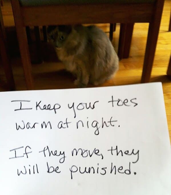 cat shaming - cat keep toes night warm at if they move they will be punished
