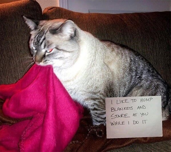 cat shaming - catlike hump blankets and stare at while do