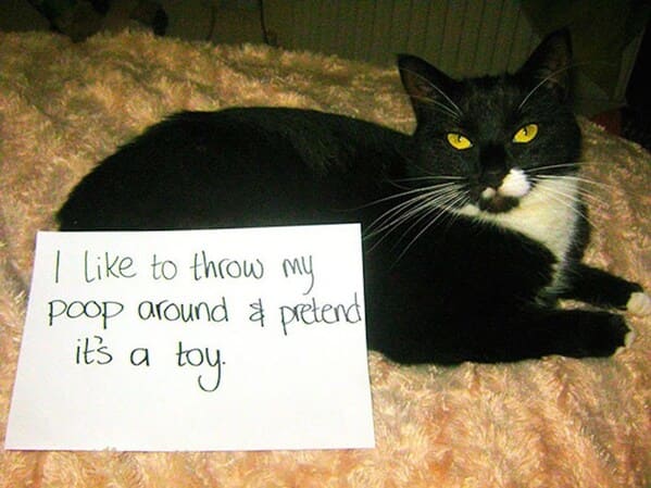 cat shaming - cat like throw my poop around pretend's toy