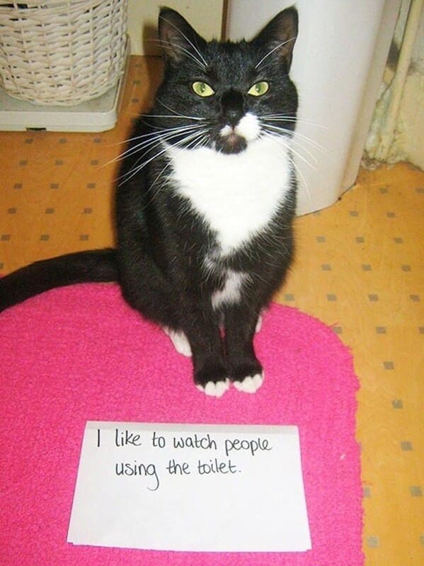 cat shaming - cat like watch people toilet using