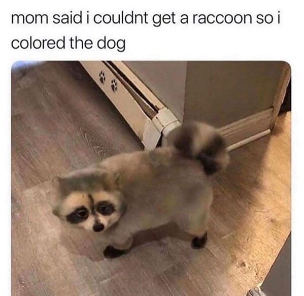 wholesome animal memes - racoon dog