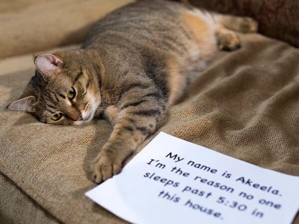 cat shaming - cat my name is akeela reason no one sleeps past 530 this house
