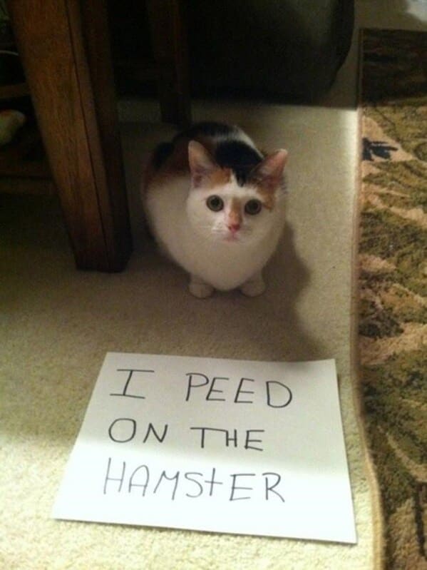 cat shaming - peed on hamster