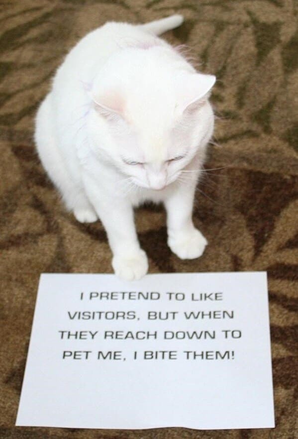 cat shaming -cat pretend like visitors but they reach down pet bite them
